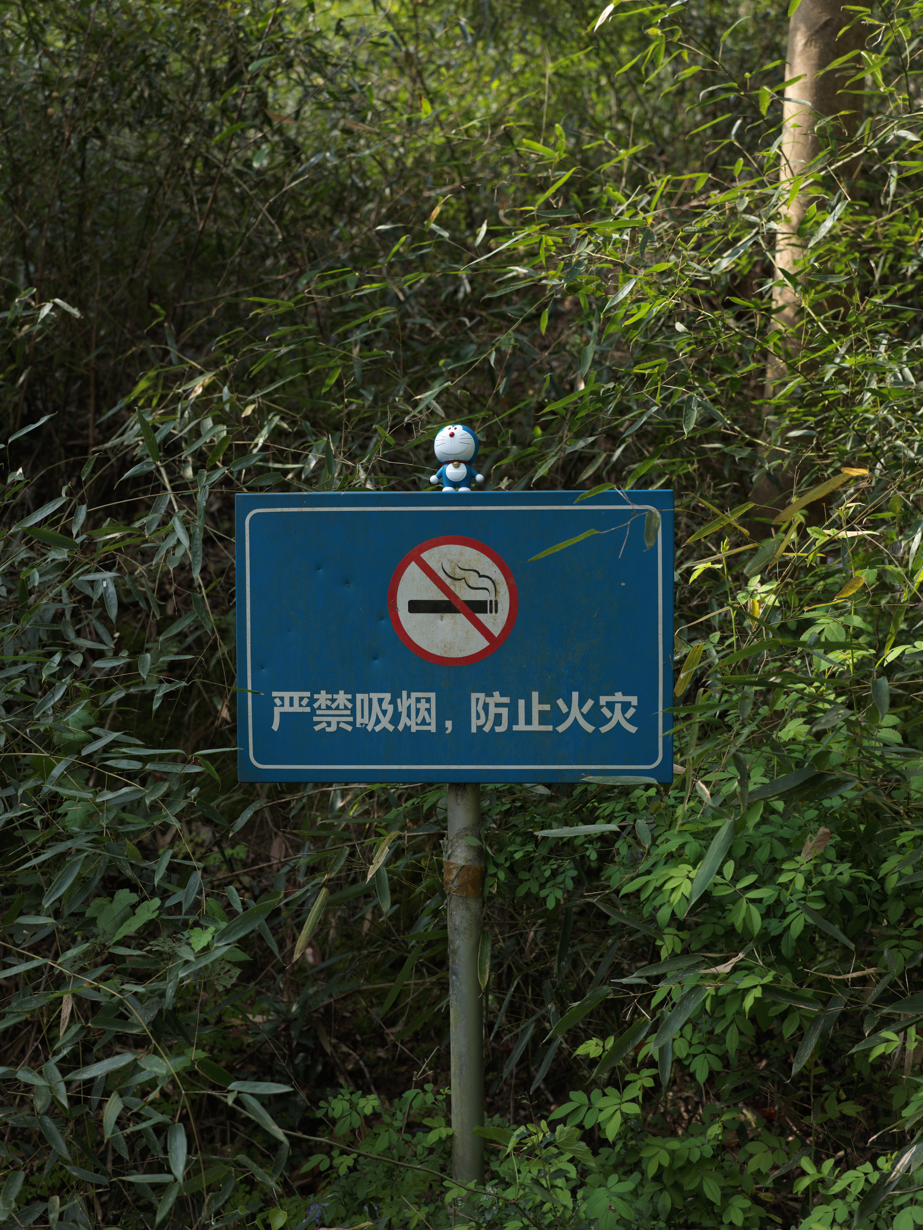 A no-smoking sign in the woods